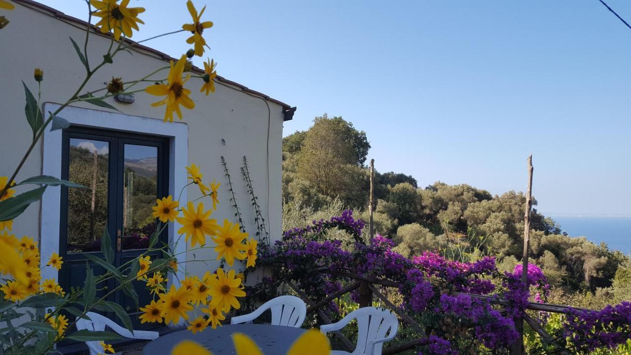 Gli Ulivi Agriturismo Sant'Agnello Luaran gambar