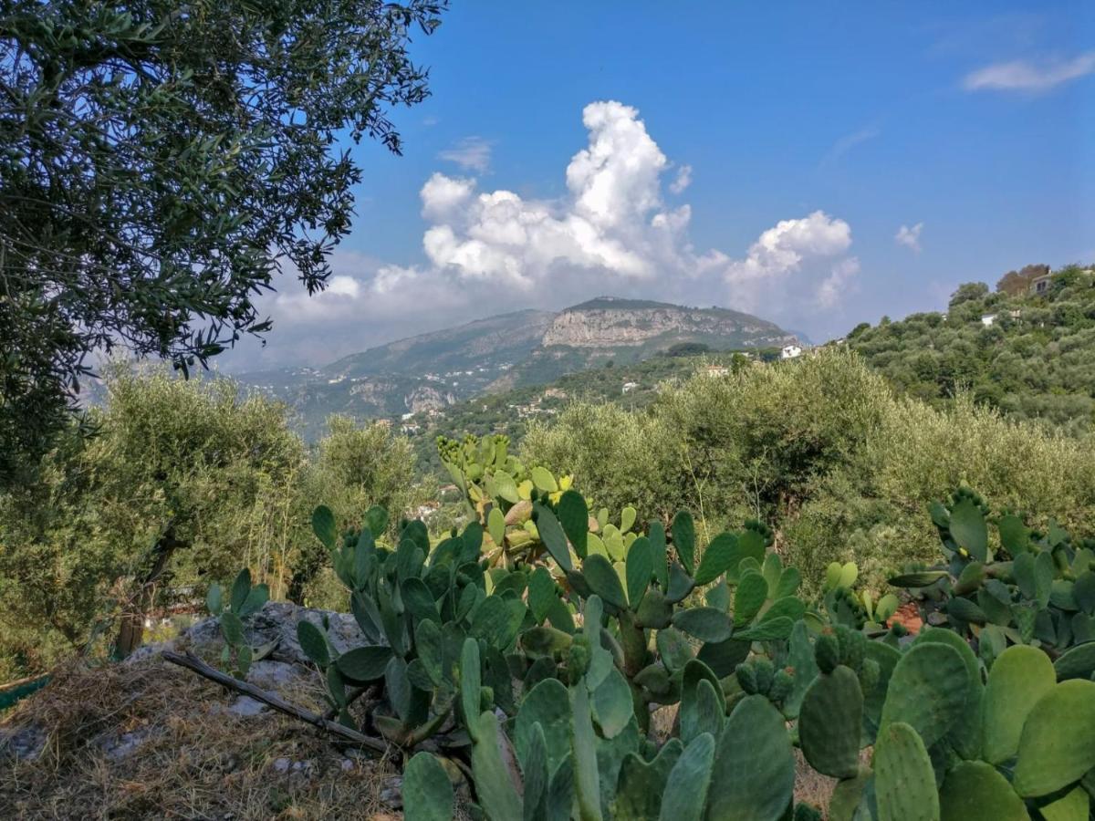Gli Ulivi Agriturismo Sant'Agnello Luaran gambar